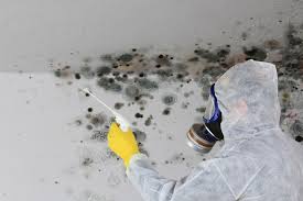 Best Biohazard Mold Removal in Charleston, MO